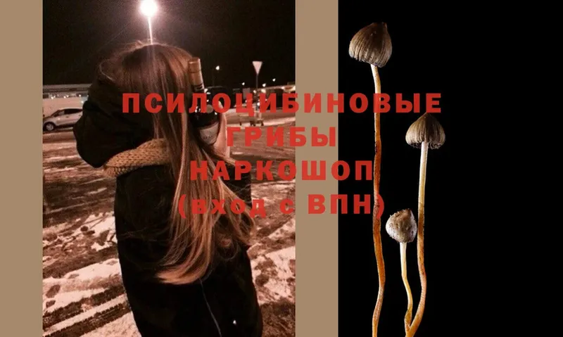 Псилоцибиновые грибы MAGIC MUSHROOMS  Киреевск 